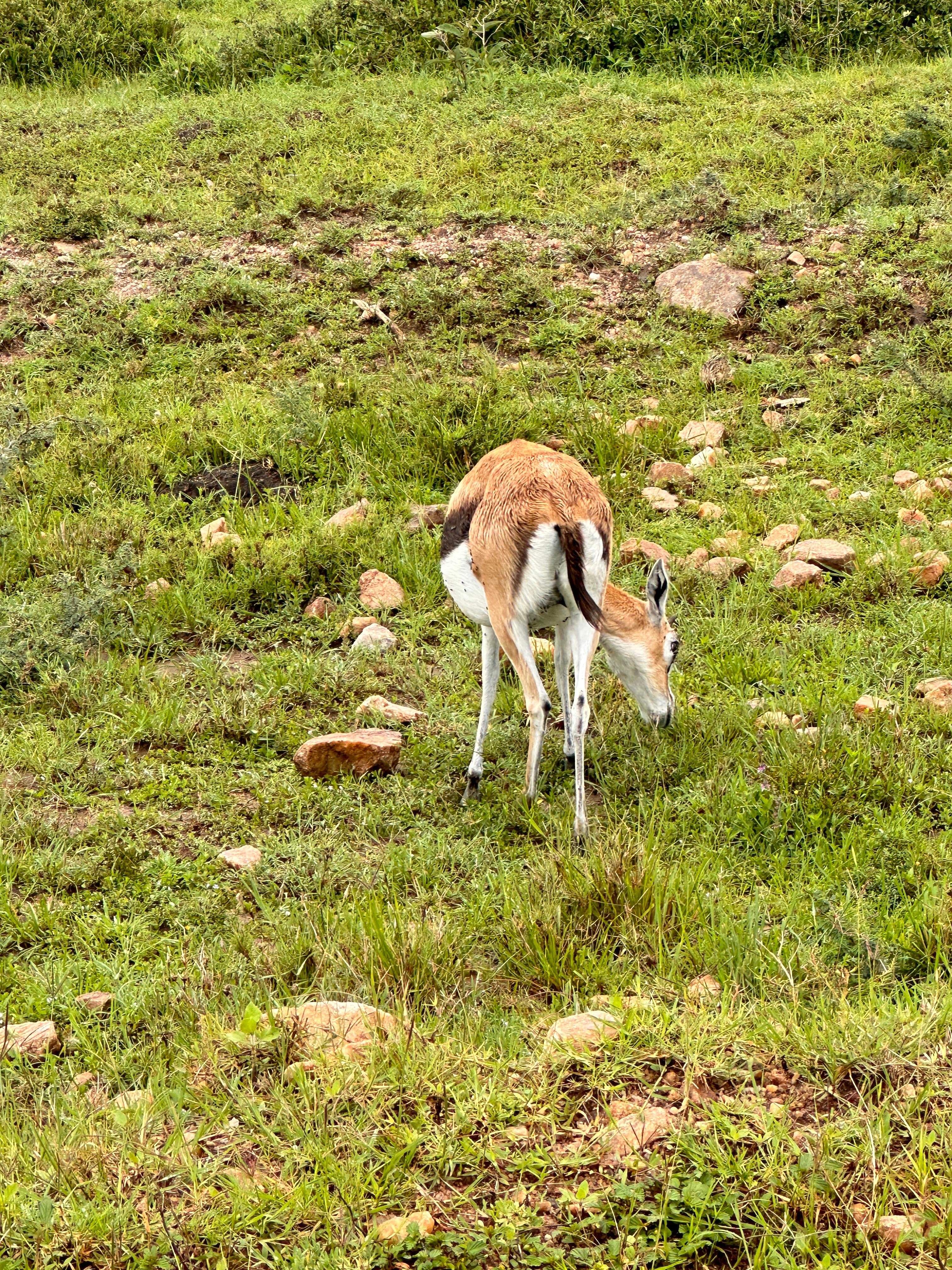 Thomson's gazelle grazing in Tsavo