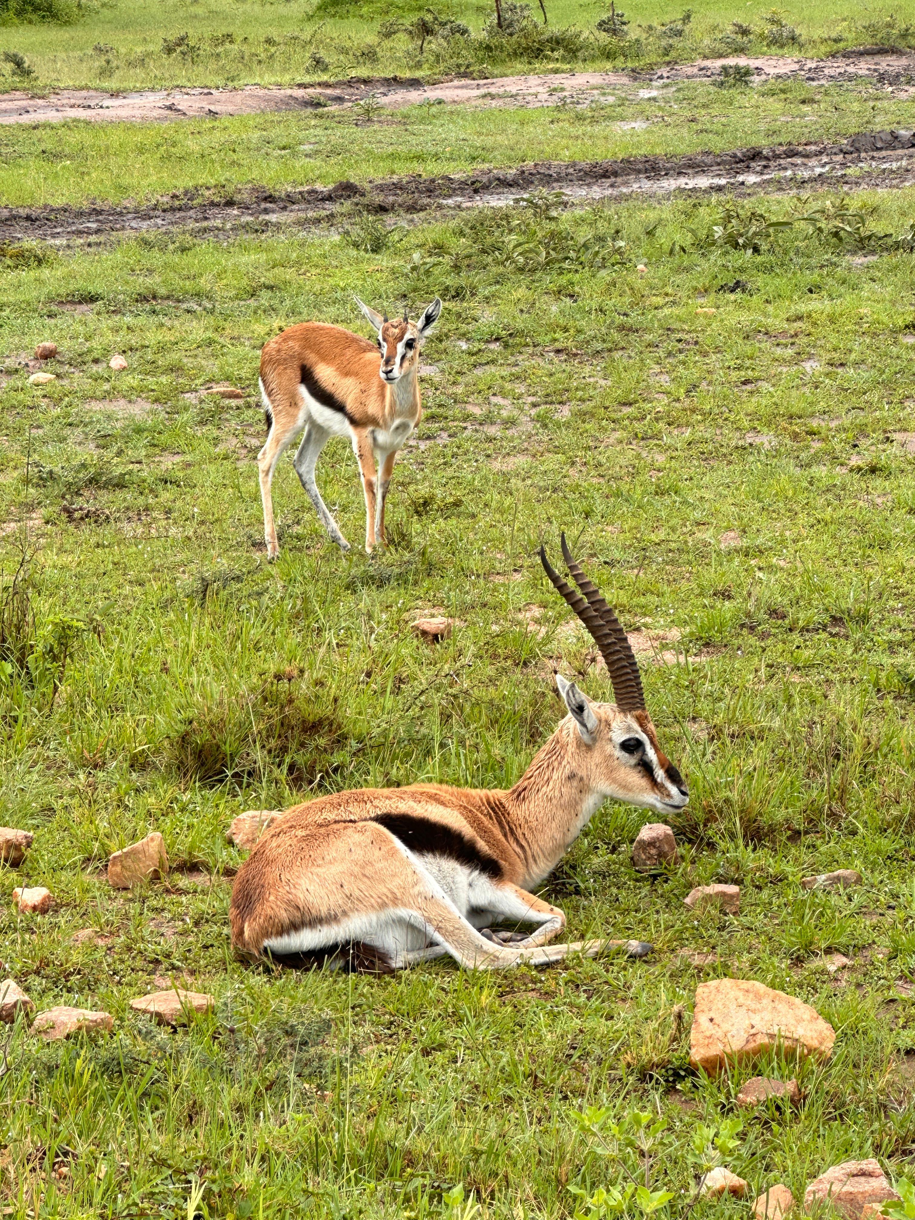 Thomson's gazelles resting in the Maasai Mara grasslands