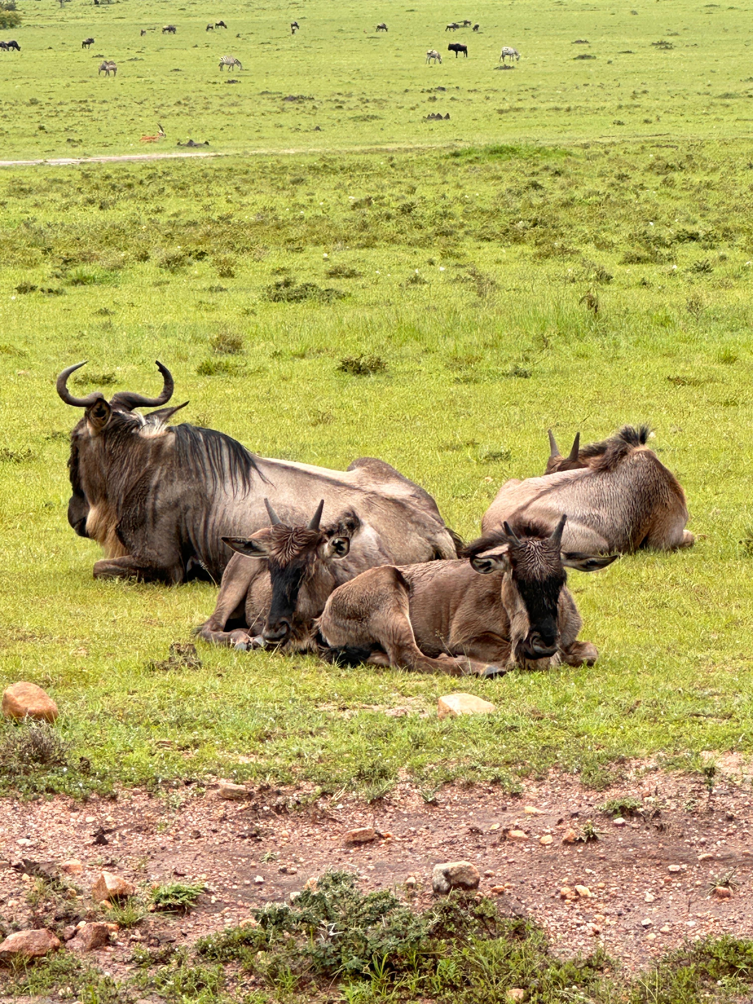 Wildebeest herd resting on the plains of the Maasai Mara with zebra in the distance